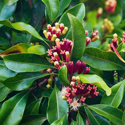 CLOU DE GIROFLE DU MADAGASCAR
