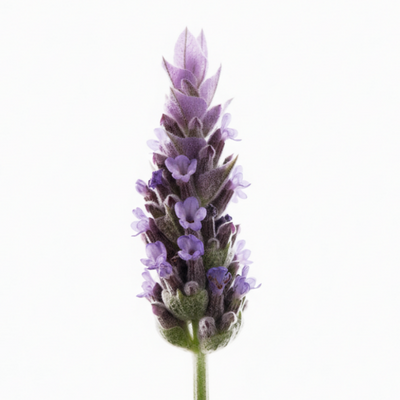 LAVANDA MAILLETTE HE BIO