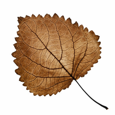 PATCHOULI INDONESIANO