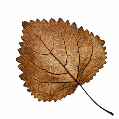 INDONESIAN PATCHOULI