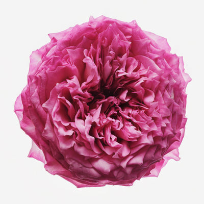 ROSA BULGARA